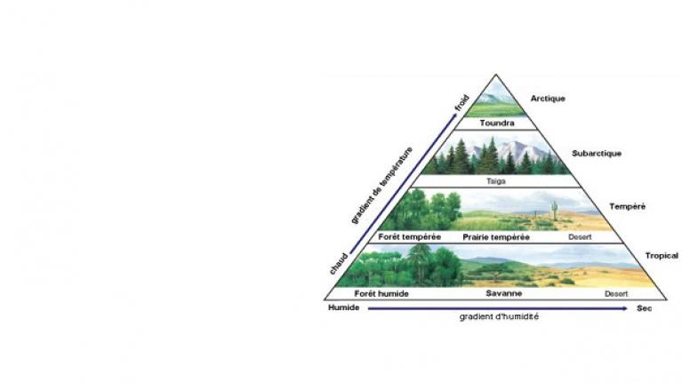 Biomes 2