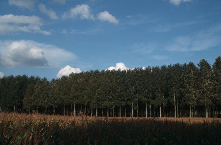 00007086_Eric Paillassa - IDF © CNPF