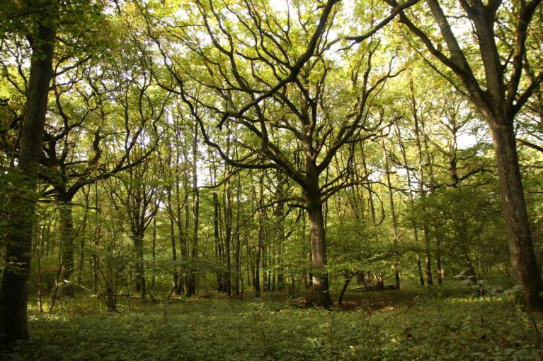 00034730_Jérôme Rosa - CRPF Ile de France-Centre © CNPF