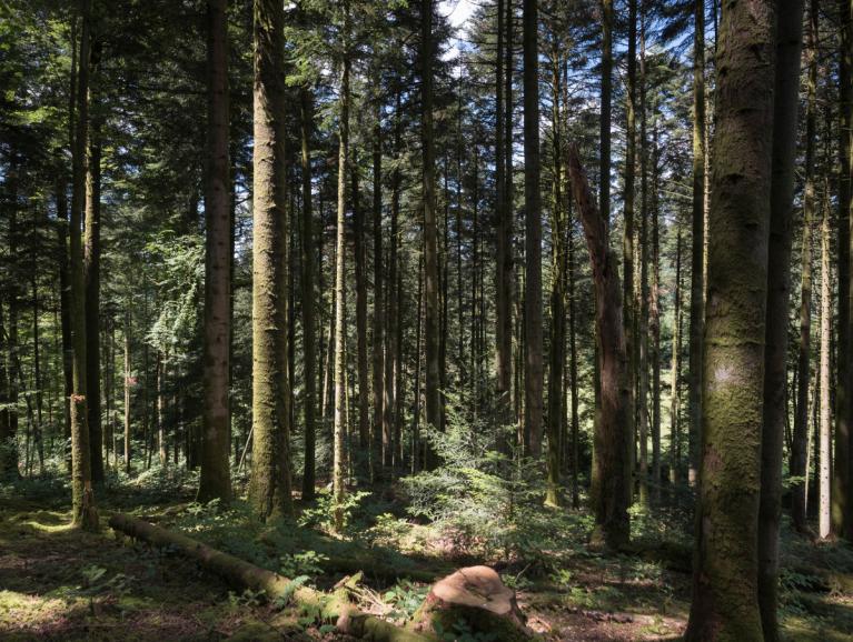 00045451_Sylvain Gaudin © CNPF