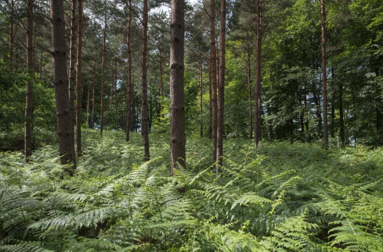 00048082_Sylvain Gaudin © CNPF