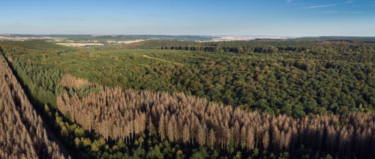 00054432_Sylvain Gaudin © CNPF.jpg