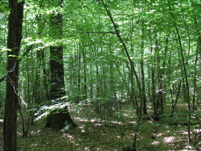 00056326_Xavier Grenié © CNPF