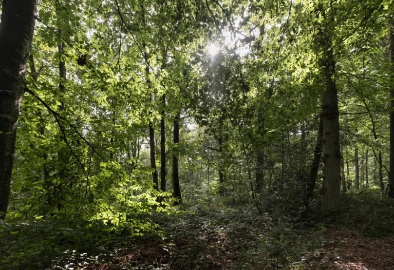 00062227_Sylvain Gaudin © CNPF