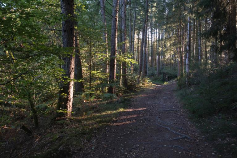 00046577_Sylvain Gaudin © CNPF