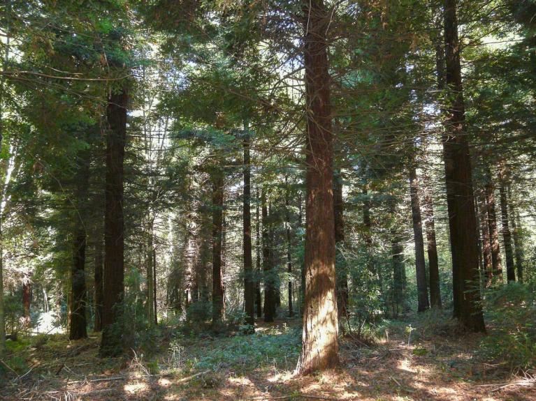 00046812_Jacques Degenève © CNPF