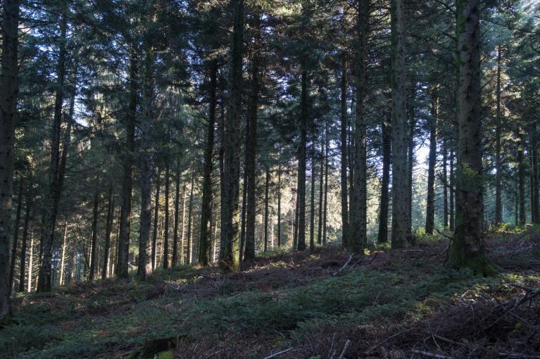 00049195_Sylvain Gaudin © CNPF