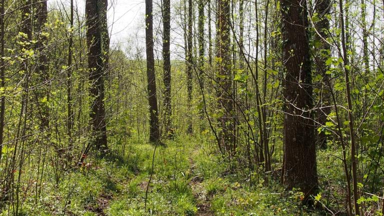 00057741_Claire Broqué © CNPF