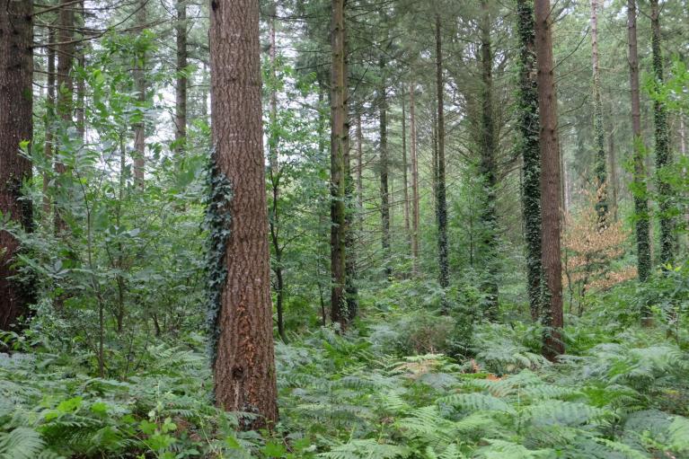 00058119_Xavier Grenié © CNPF