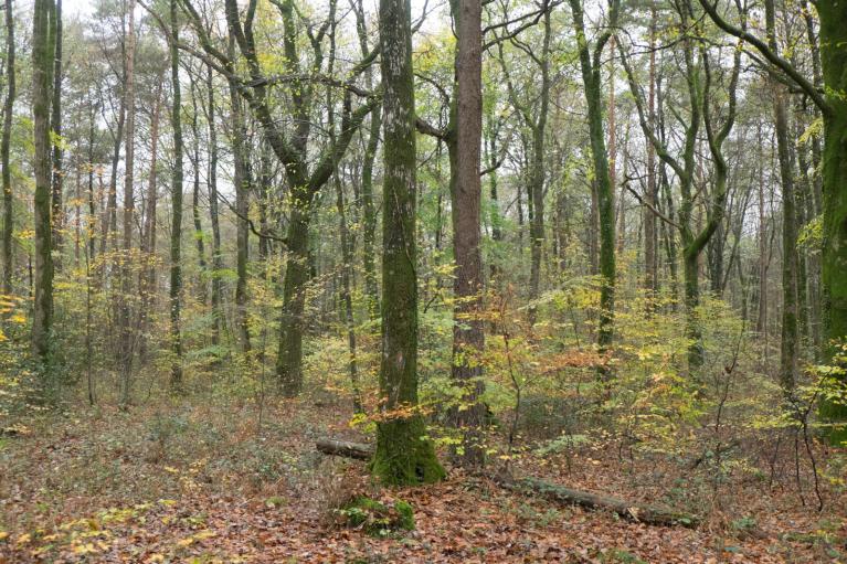 00058138_Xavier Grenié © CNPF